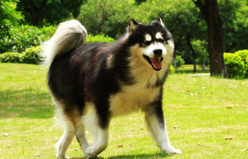 巨型阿拉斯加犬图片价格(这些狗界) - 价格百科