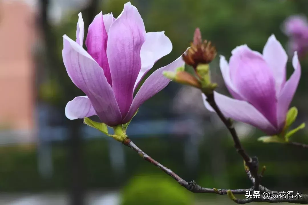 辛是什么味道（辛夷花的名字来历和优美诗词赏析）