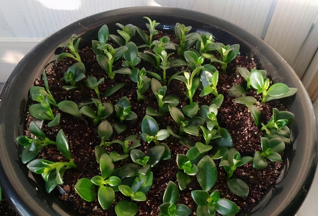 金鱼花怎么养金鱼花怎么扦插