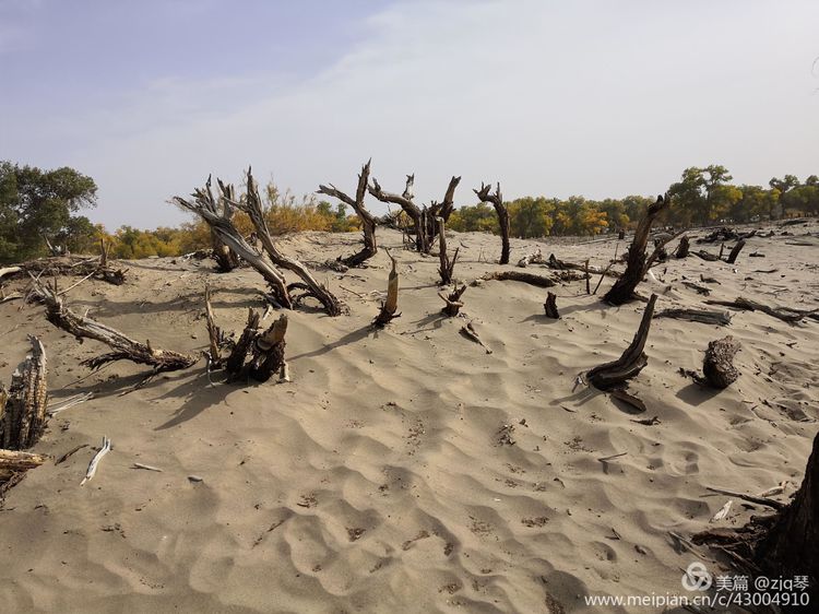 2019西北行｜胡杨：生而千年不死，死而千年不倒，倒而千年不朽