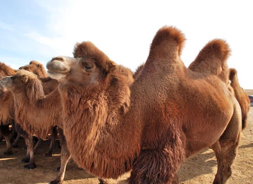 “谢大脚”车祸原因：车撞上两头骆驼，凌晨的公路上为何有骆驼？