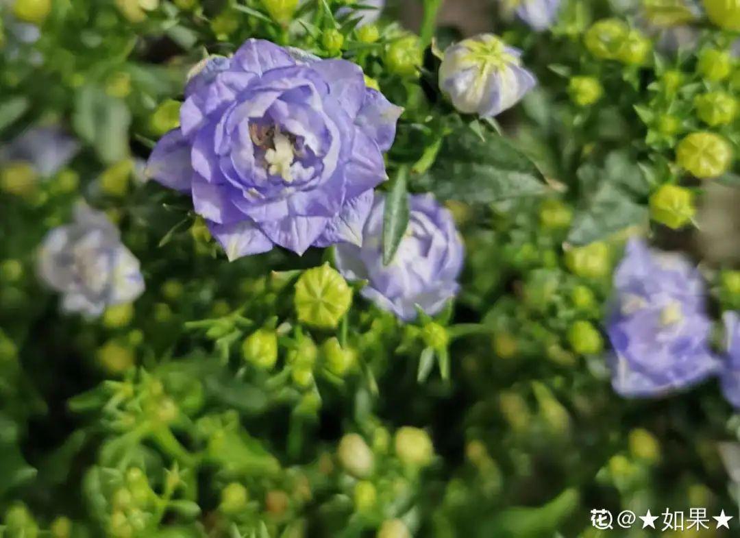 粉花绣线菊的介绍（今年流行的小众植物美而不俗）