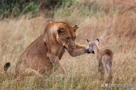 世界上最伟大的爱是母爱