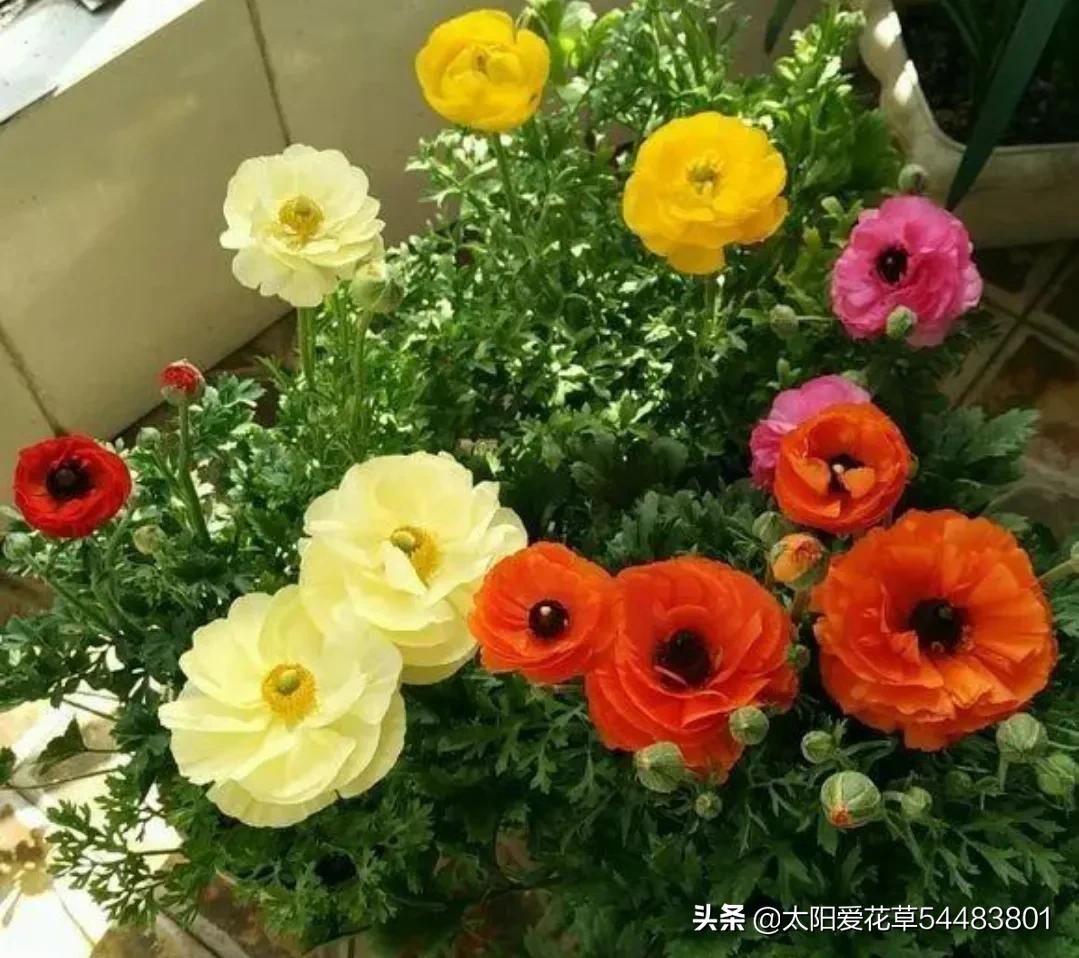 春天開花最漂亮的10種花草植物,好養護開花易爆盆