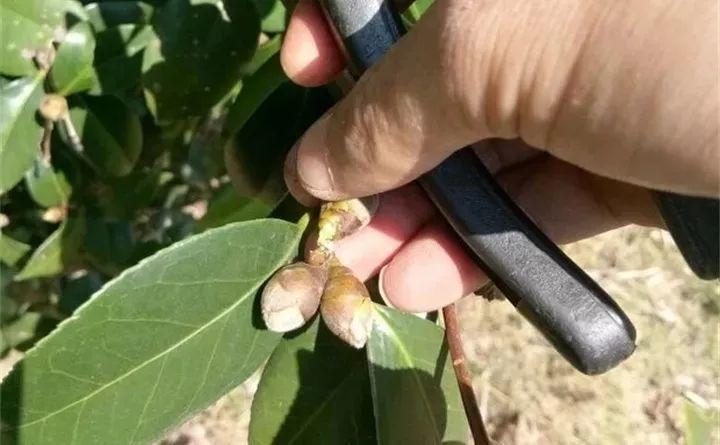 养茶花记住这5点，蹭蹭窜新芽，花开得碗口大！