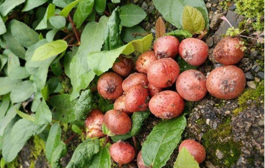 贵州农村这句俗语"六月三地瓜酸,六月六地瓜熟"是什么意思?