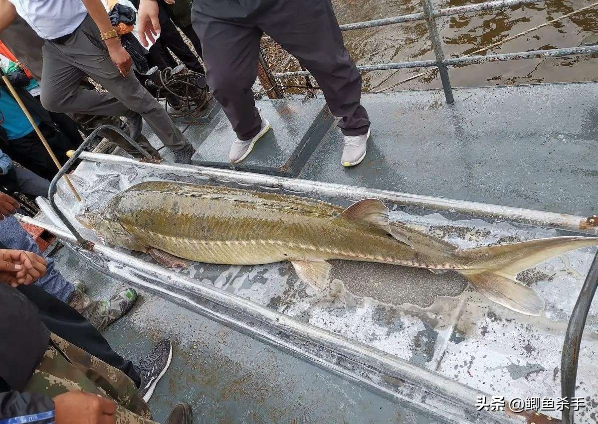 达氏鳇鱼的别称(达氏鳇鱼和中华鲟区别)-言语书籍-知识书香