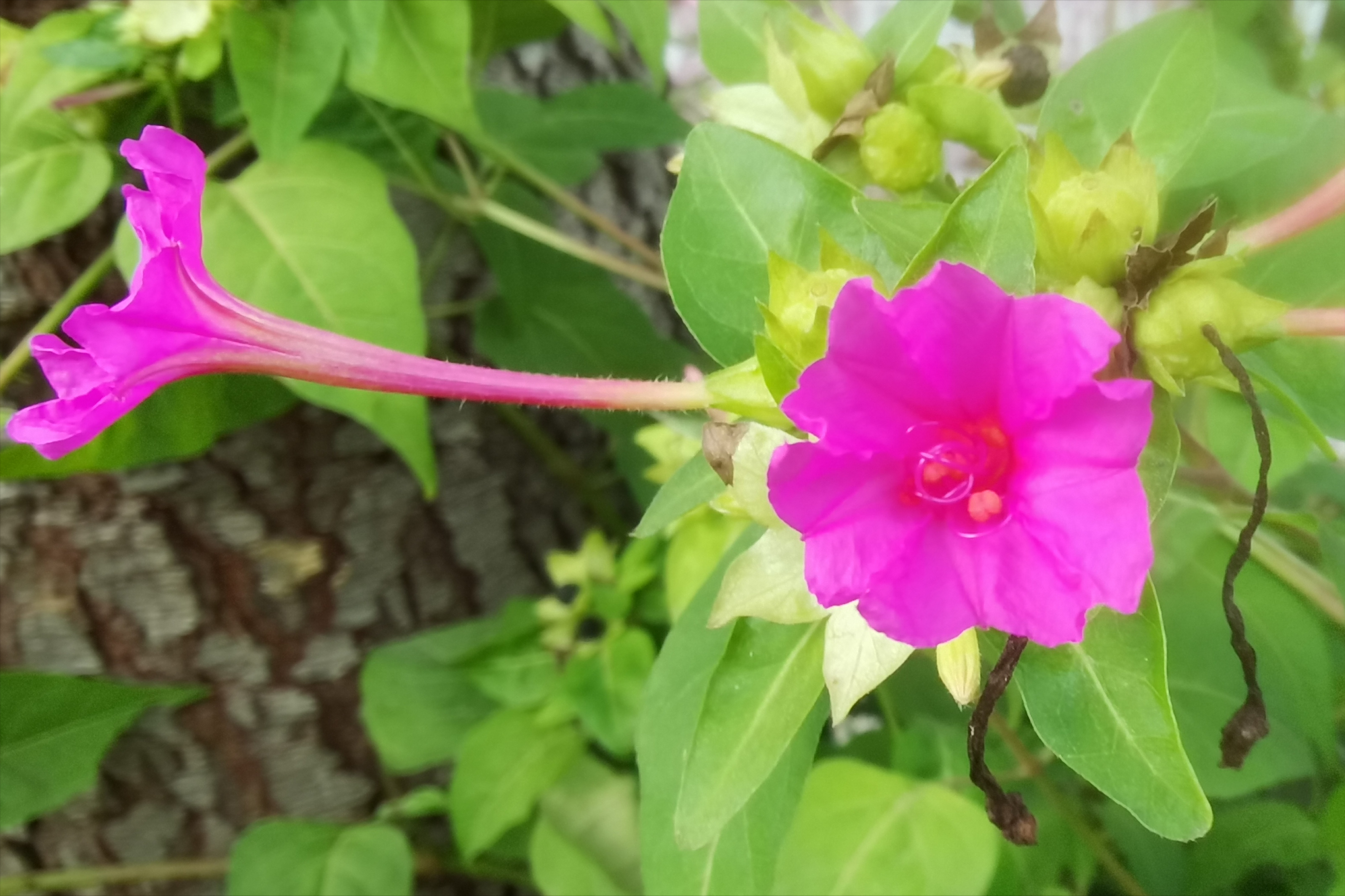 夜來香花圖片(農村野花) - 赤虎壹號