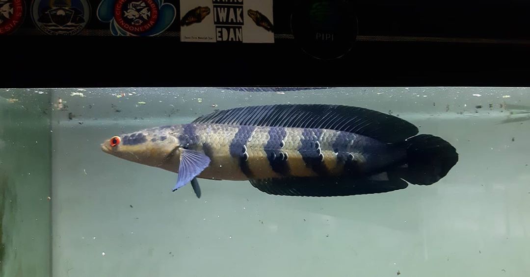 雷龍魚,冷門觀賞魚,蒙塵的珍寶觀賞魚