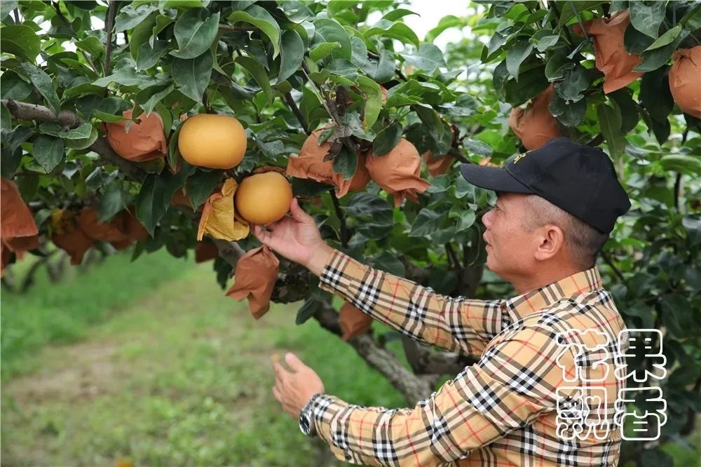 平均糖度11.8%，高价位下的秋月梨隐患