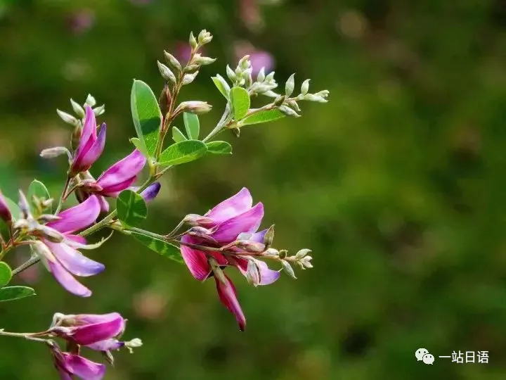 日语中不同花的“落花”的表达方式，你都知道么？