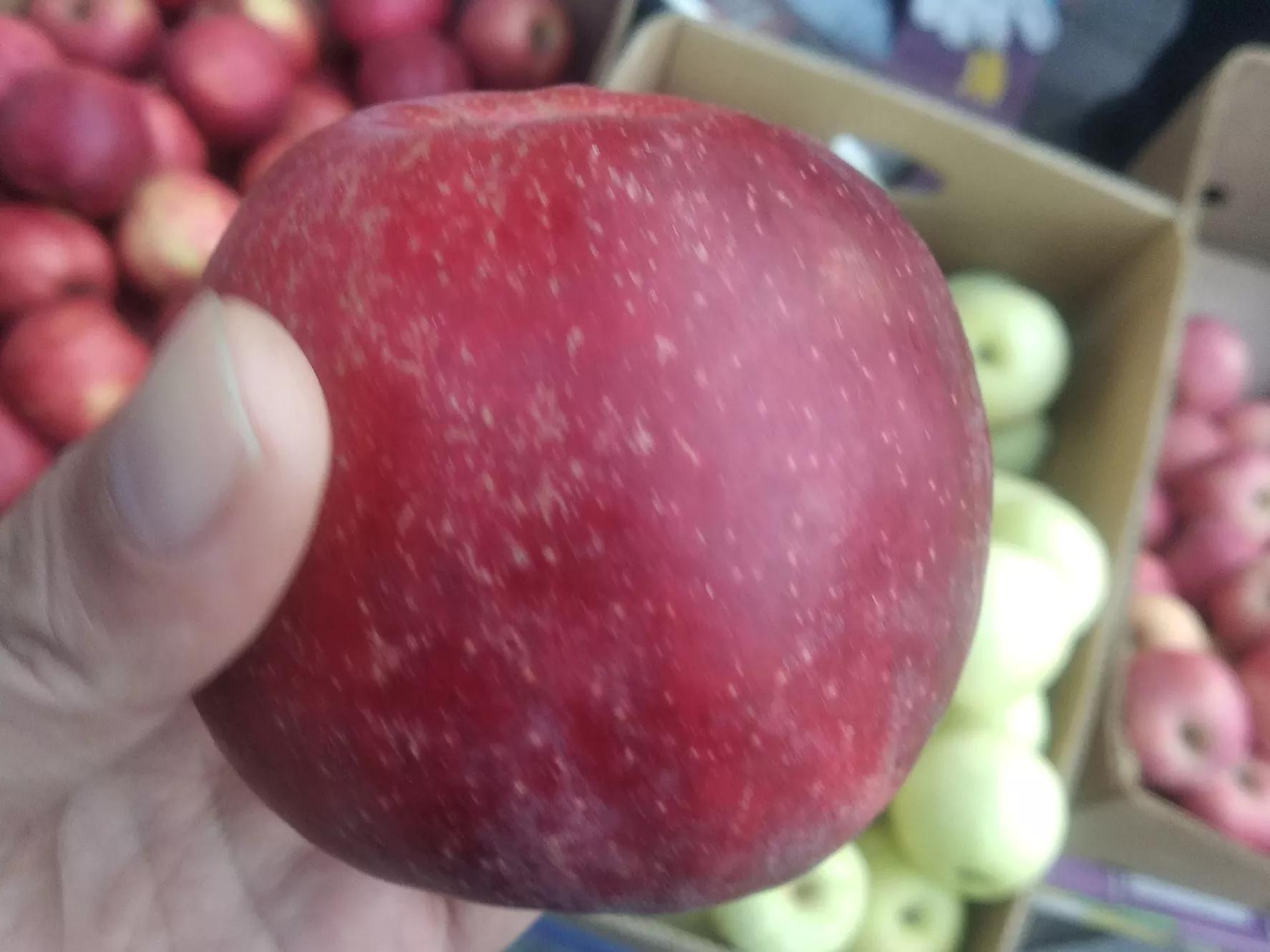 望乡红苹果是近些年大连出现的优质苹果新品种,这种苹果的果柄特别短