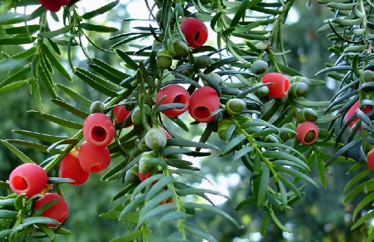 “熊猫”植物红豆杉，价值高价格贵，家里栽一株，美观又大气