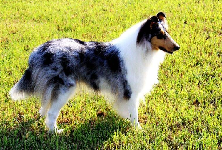 耐力好因为犬种本身是工作犬的关系,最早苏格兰牧羊犬都是为了放牧而