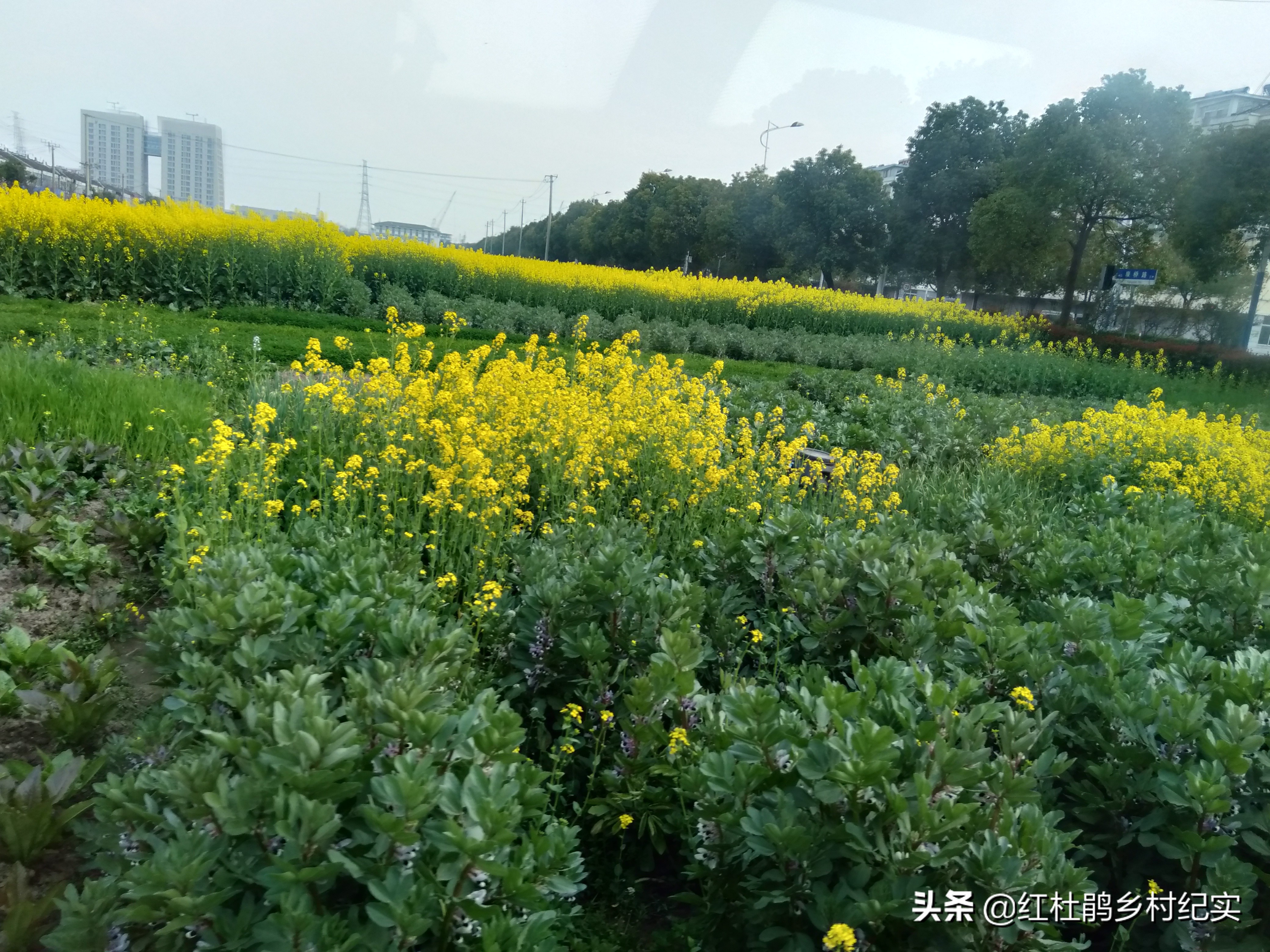 实拍苏中某村24年前的统建房，全村1排2户1栋，现在处于尴尬地位