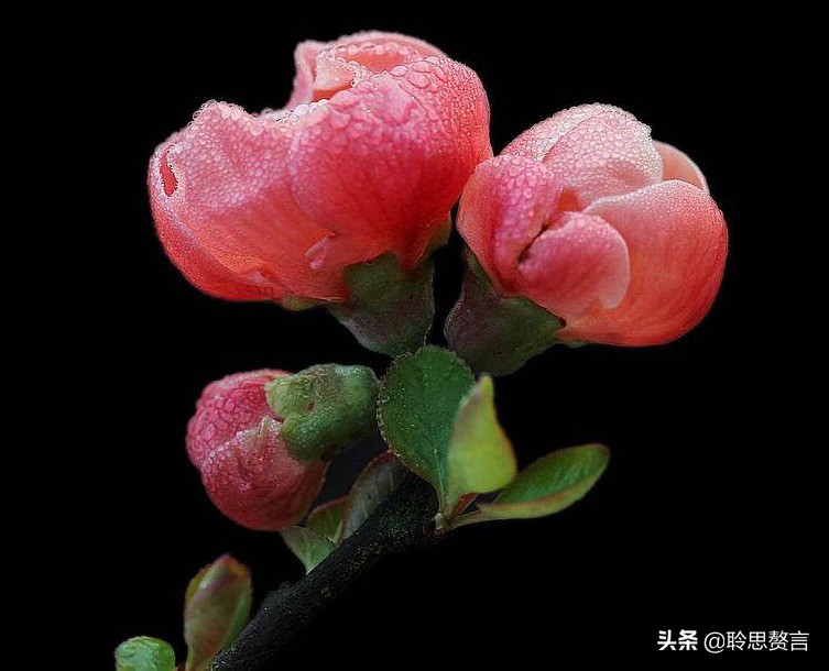 祝福生日的诗句有文化内涵又高雅的生日祝福语
