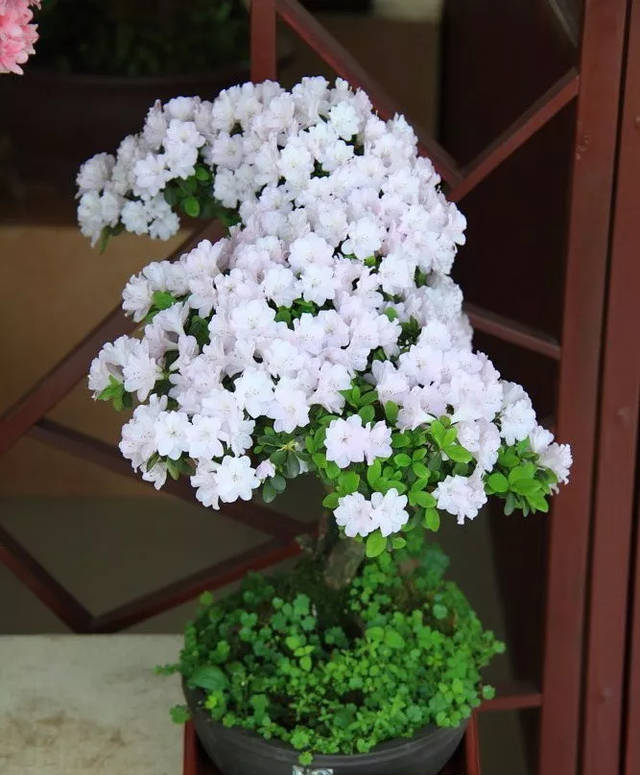 常见的10种“带毒花”，想养还是小心些，羊吃了都“直抽抽”