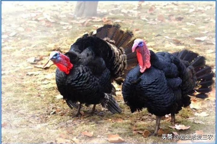 尼古拉火雞,尼古拉火雞可以長多大