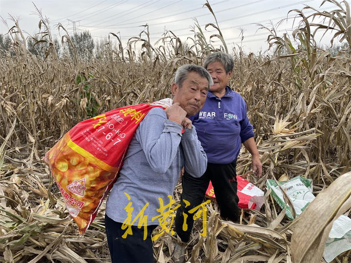 “再难再累也得收回家”！一场秋汛下的玉米抢收战