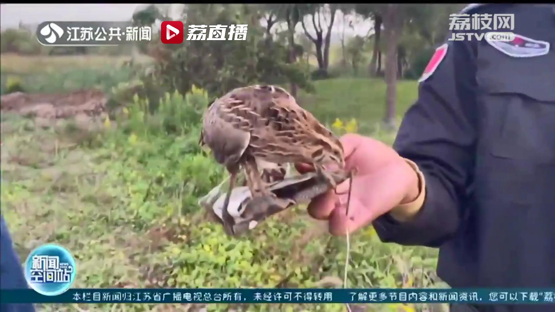 缺德！有些人动歪脑筋用起捕鼠夹 南通一公园多只禽鸟遭殃