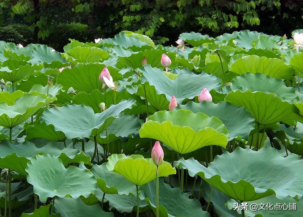 周邦彦的一首夏日小词，史上最唯美的荷叶，摇曳在六月的乡愁里