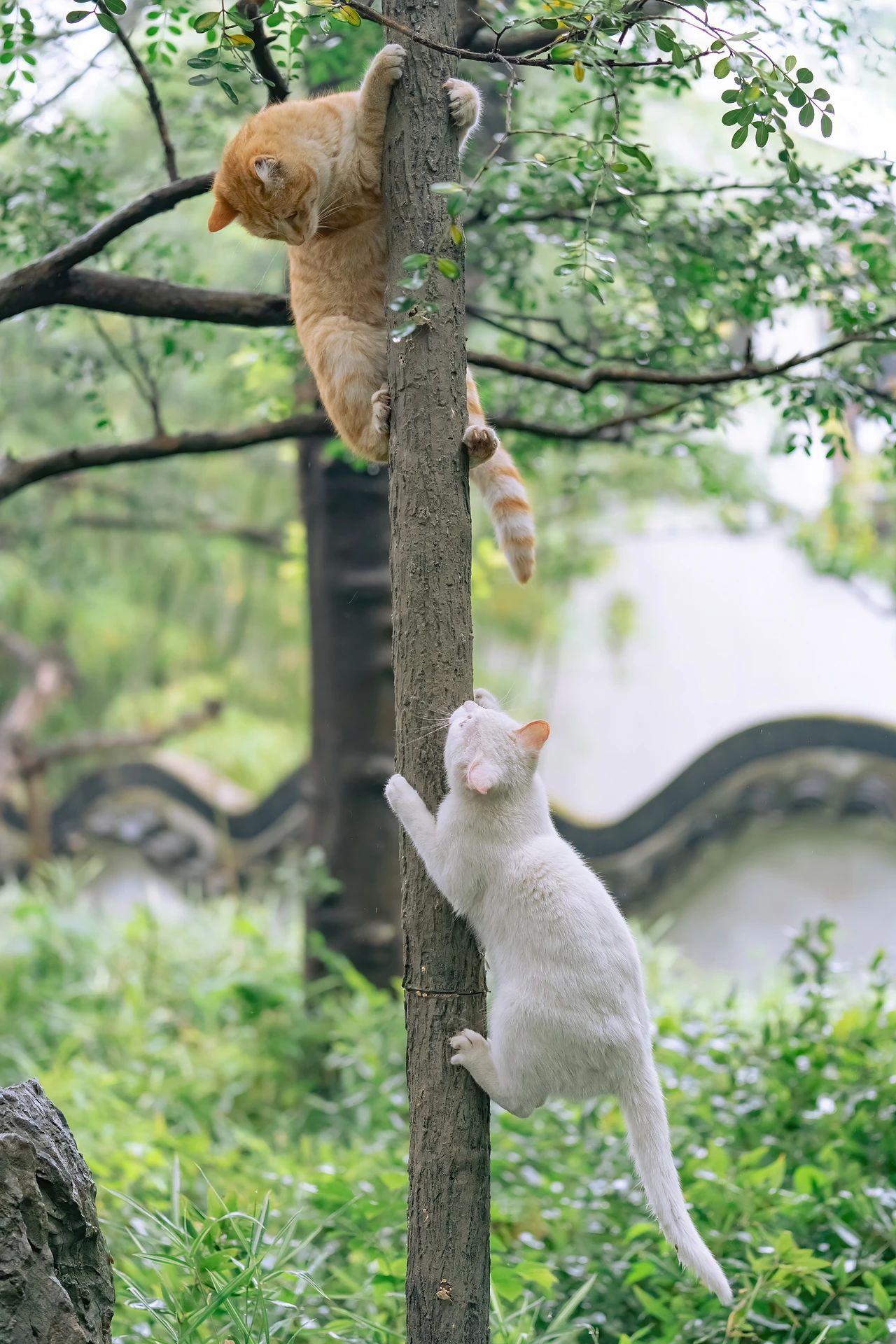 嬉笑怒打，皆是真爱——苏州园林里的“神仙眷侣”