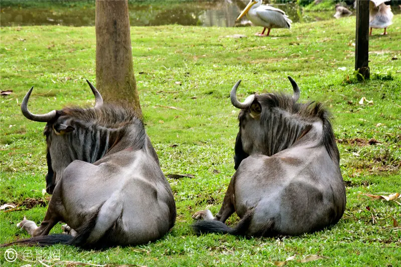 长隆欢乐世界旅游攻略景点必去（三天三夜欢乐长隆之旅）