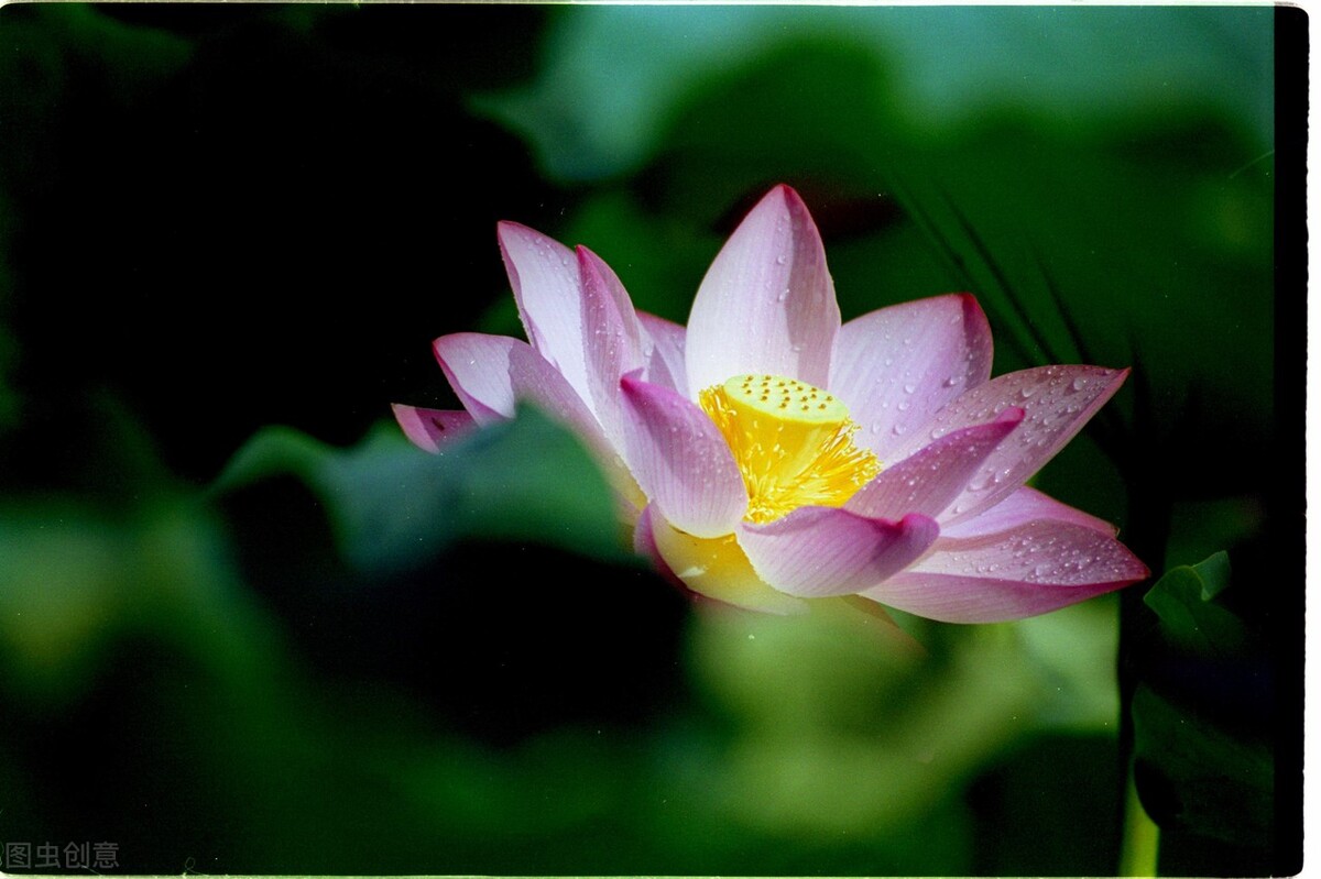 伤痛已在你的心中消逝了