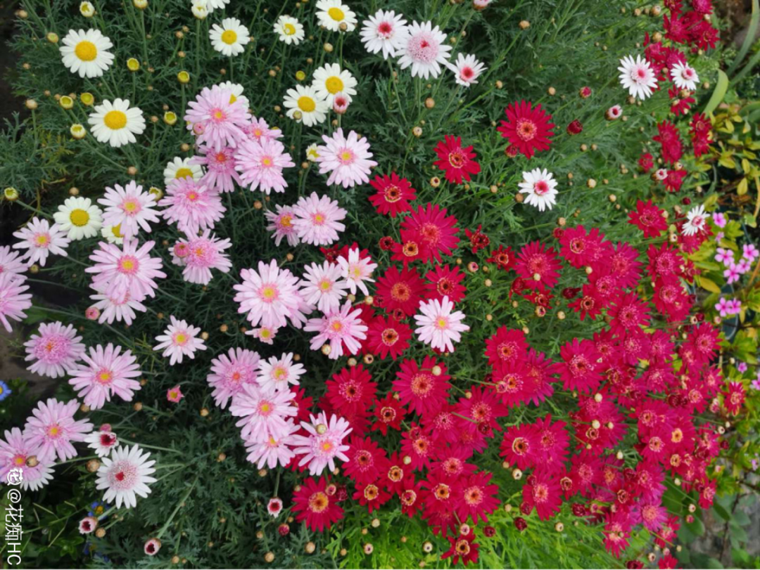 粉花绣线菊的介绍（今年流行的小众植物美而不俗）