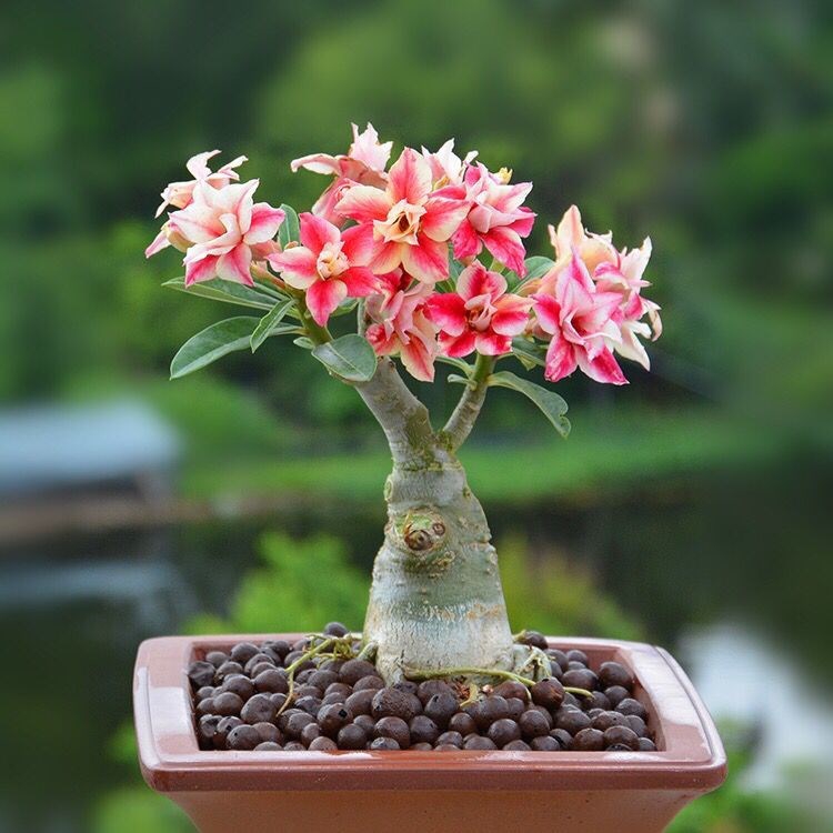 紫罗兰有毒吗（100种室内盆栽花草图鉴）