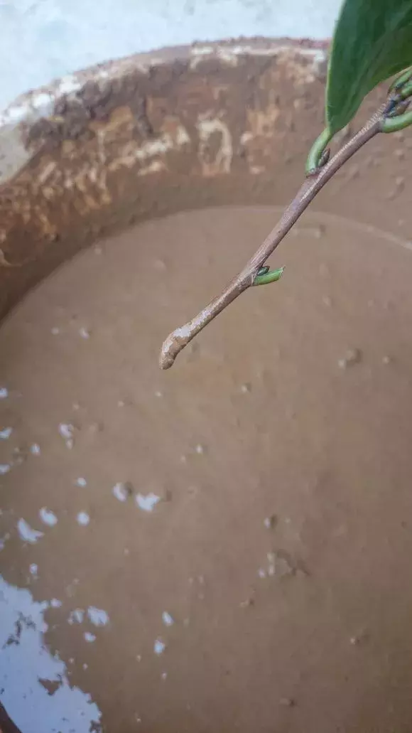 杜鹃茶花插不活,枝条在泥巴里打个滚,大白根呼呼长,新芽猛冒!