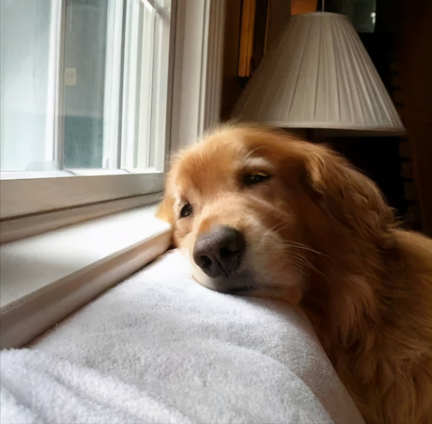 金毛抑郁会出现不肯进食,无精打采,易怒易躁等情况,而且还会出现伤害