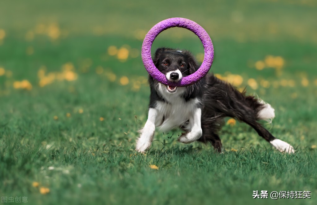 世界十大最忠诚的狗综合指数排名 中华田园犬高居前三名