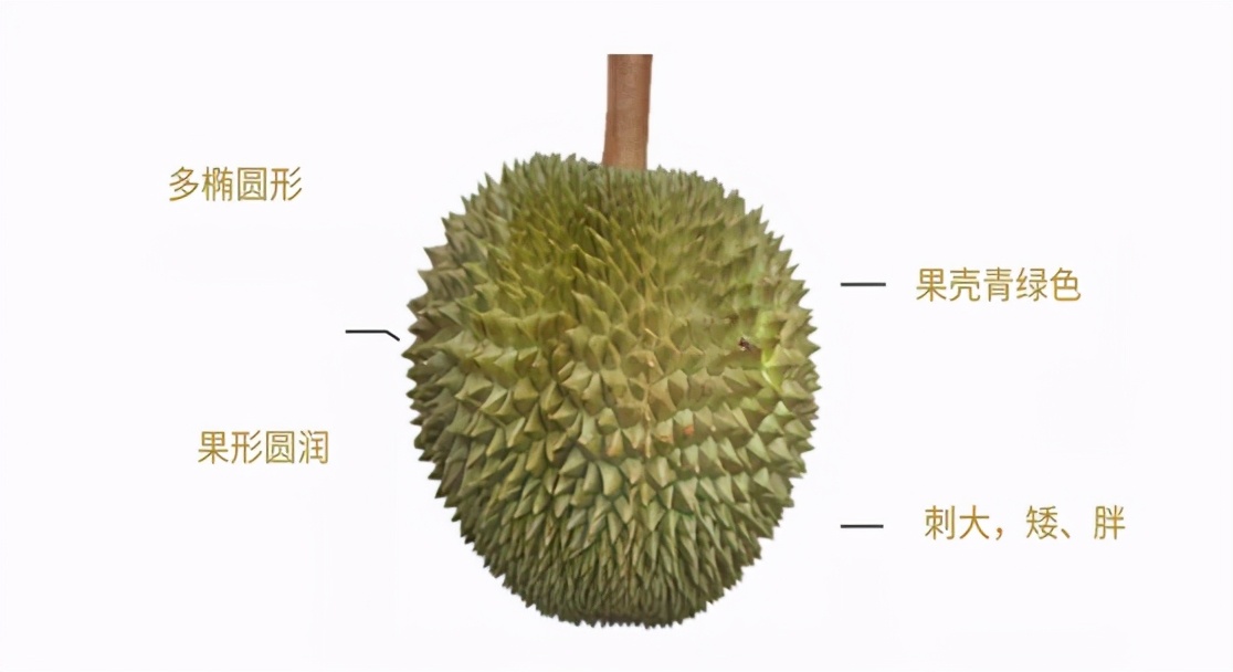 如何挑选榴莲以及榴莲的常见问题解答