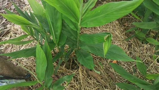 小黄姜图片(一种野生姜有价值) - 赤虎壹号