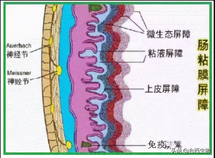 后生元—是什么？比益生菌好在哪里？