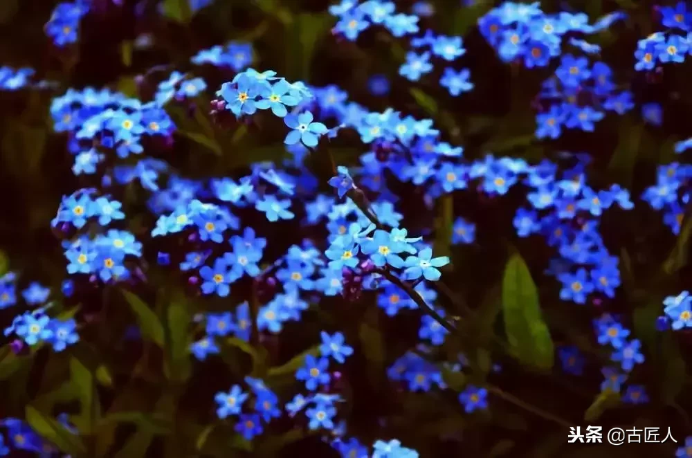 万紫千红的百花汇（百花汇中富含诗意的花）