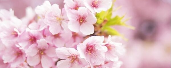 樱花是什么季节开放的（樱花开花期和养护技巧）