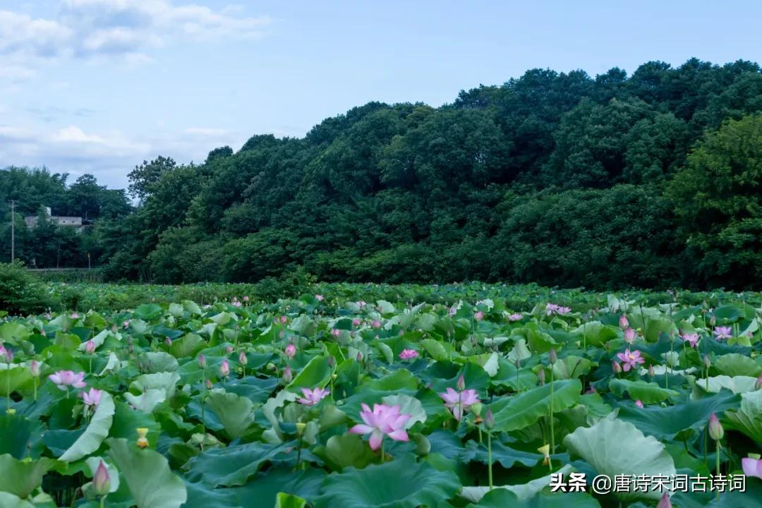 夏天，绿阴已长成