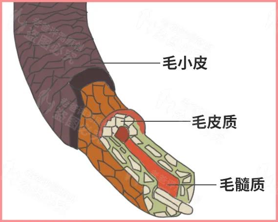 护发精油十大排行榜：9款热门产品深度评测