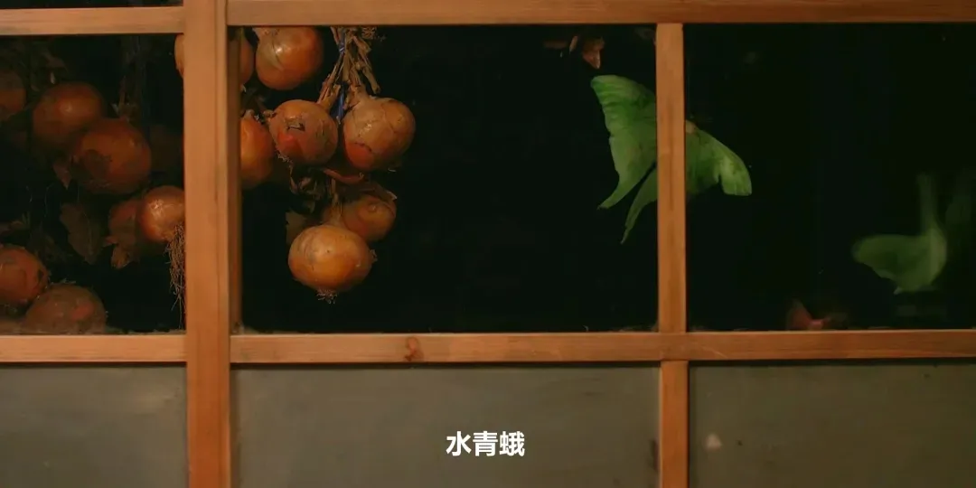 超治愈电影《小森林》夏秋篇|一个人的日子里,也要好好生活