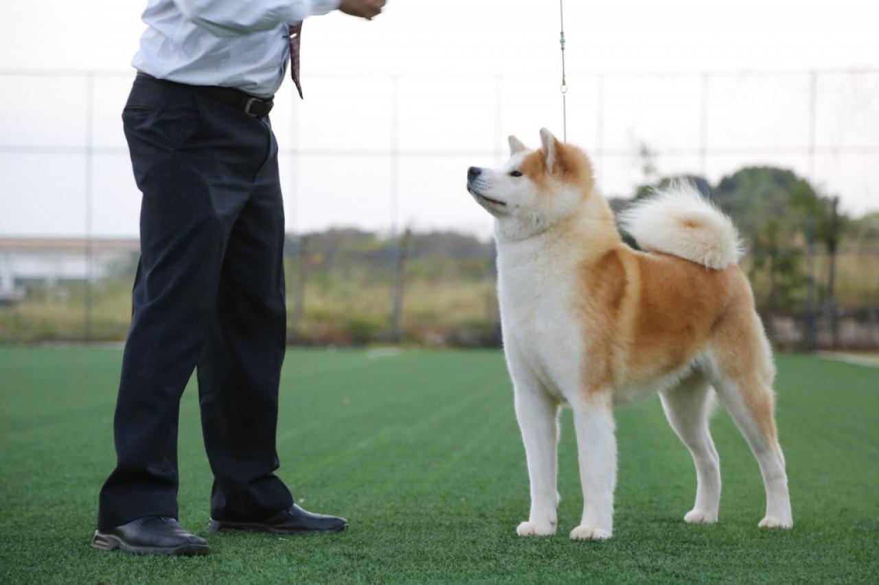 秋田犬好养吗调皮吗（秋田犬的优点和缺点）