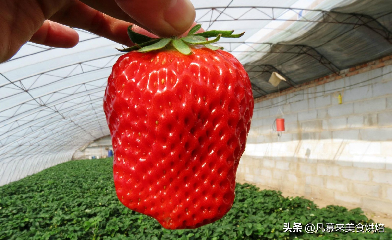 24种常见草莓品种，中国20大草莓产地？哪里的草莓最好吃？