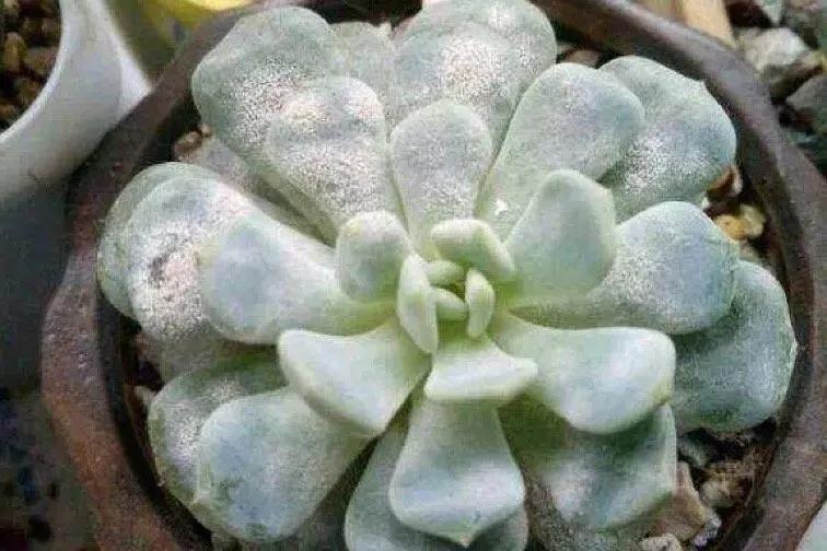 多肉叶片上的白粉,再别随意蹭掉了!它可是多肉植物的保护膜