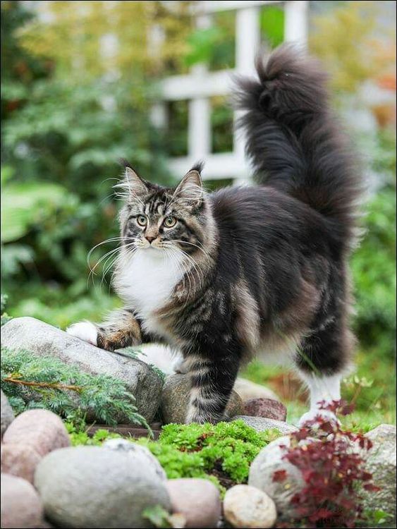 五种不常见的猫咪品种，个个身价不菲，最后一个更是霸气侧漏