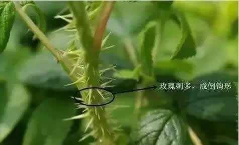 月季花与玫瑰花的区别（图文讲解二者的区别）