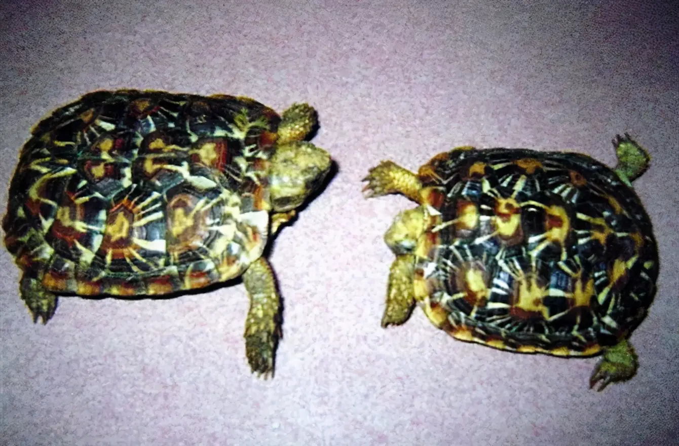 乌龟的种类图片及名称（乌龟的品种图片）