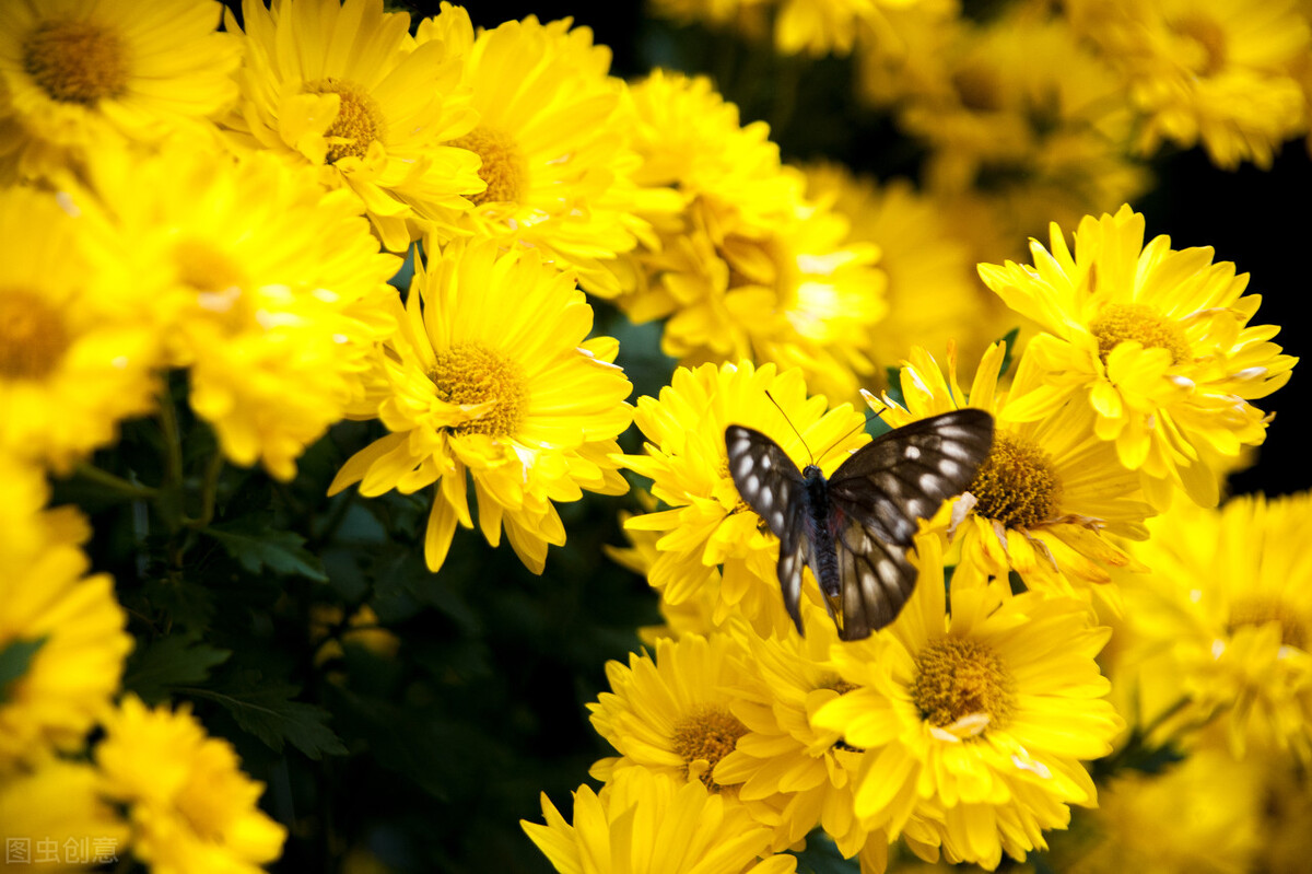 最牛高考满分作文《站在黄花岗陵的门口》，曾轰动全国