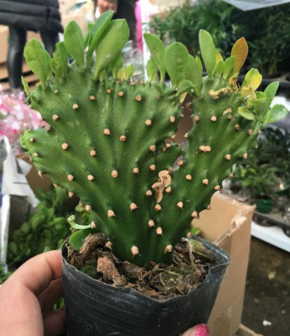 麒麟花怎么养(麒麟花怎么养怎么繁殖)