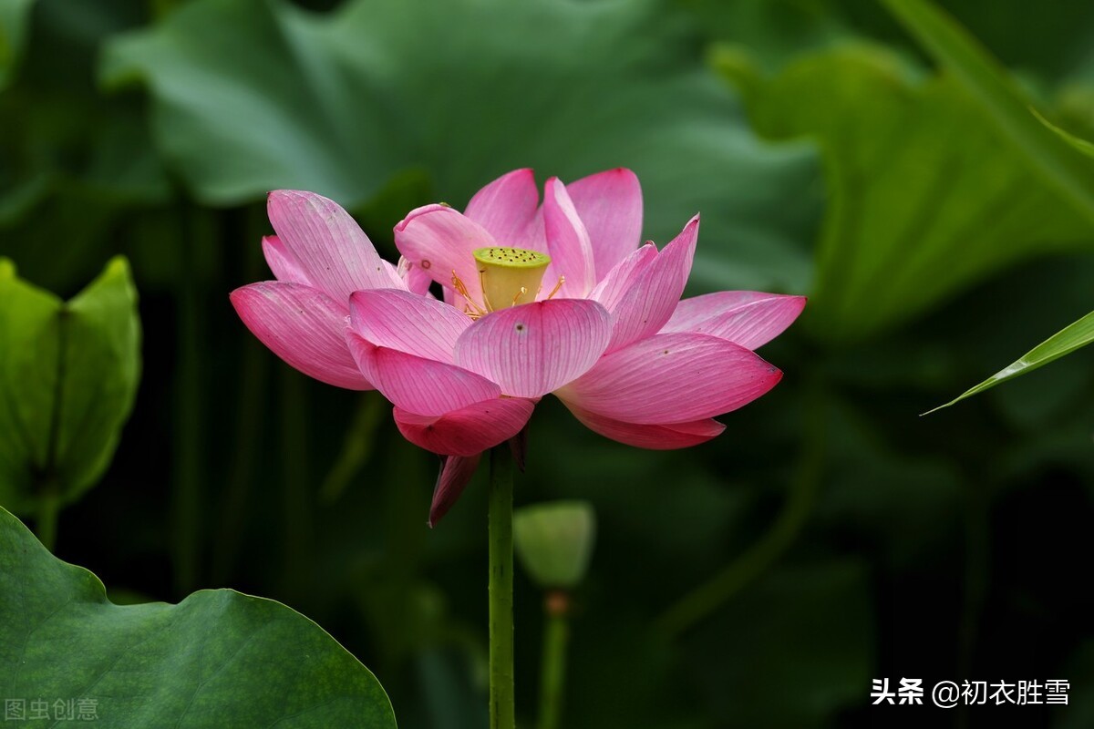 ​红荷花诗词名句10首：芙蓉葩红鲜，莲心彻底红